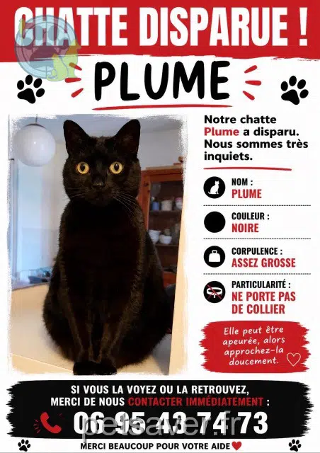 chatte reunited   83470 Saint-Maximin-la-Sainte-Baume Plume