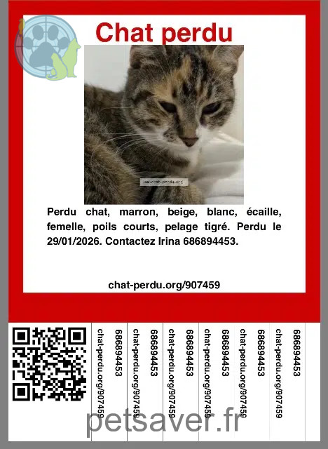 chatte reunited   83400 Hyères Princesse