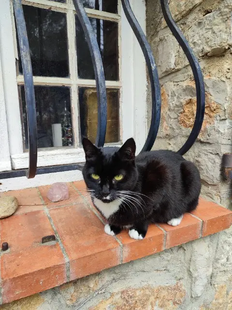 chatte reunited   83600 Les Adrets-de-l'Estérel Shadow