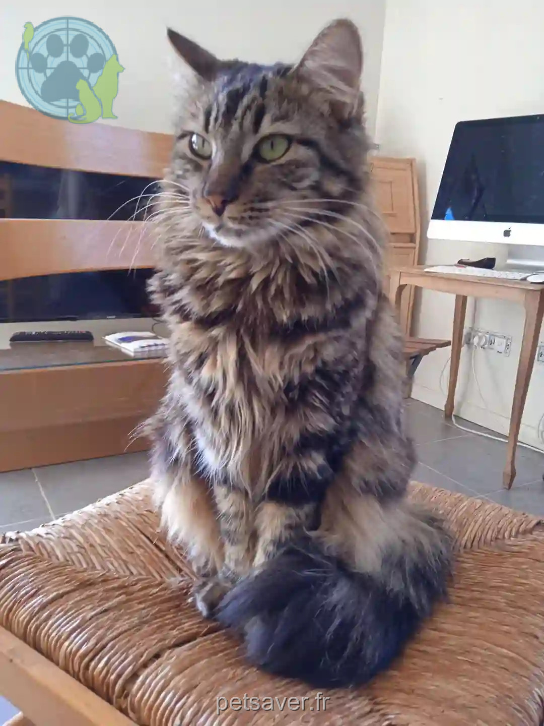 Chatte Trouvée 83 Var - Tara Chatte Trouvée 83 Var - Tara