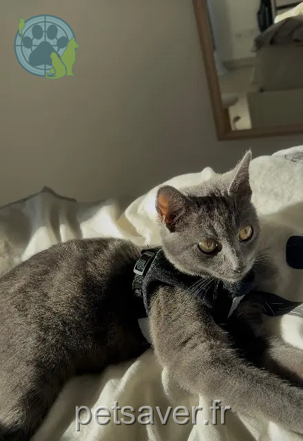 chatte reunited Toulon Hana