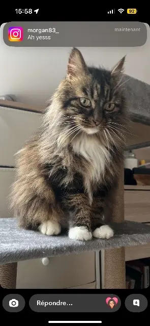 chatte reunited    Toulon Lily