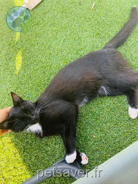 chatte reunited Toulon Locki