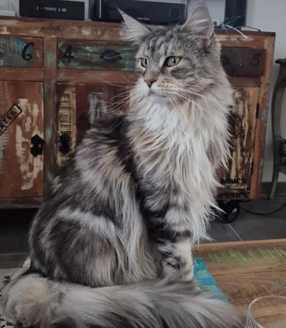 chatte reunited    Toulon Maïa