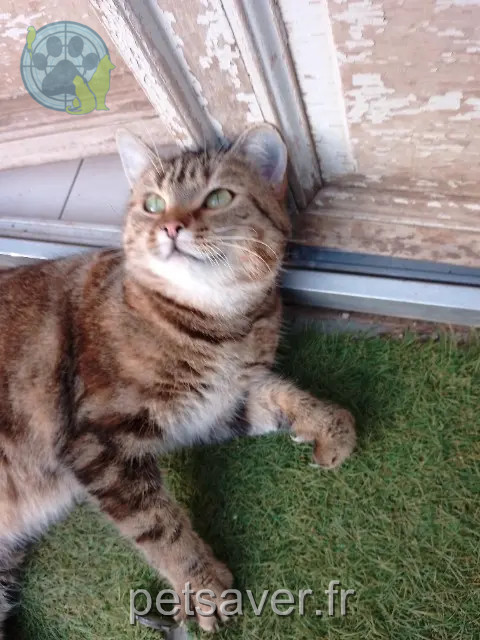 chatte reunited Toulon Mimie