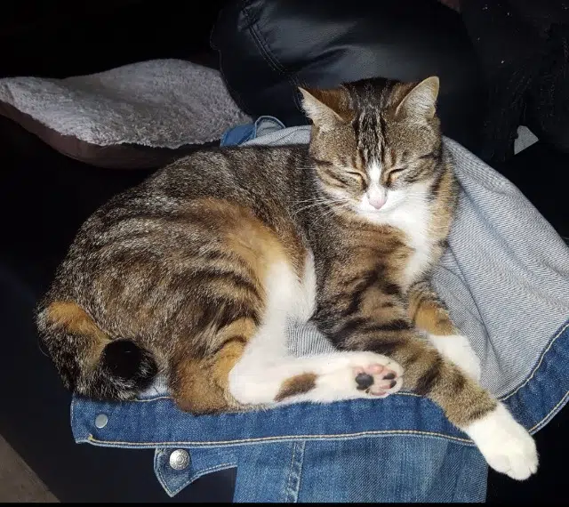 chatte reunited    Toulon Rockette