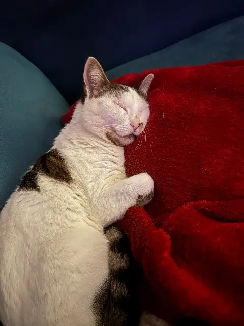 chatte reunited   83140 Six-Fours-les-Plages Twist