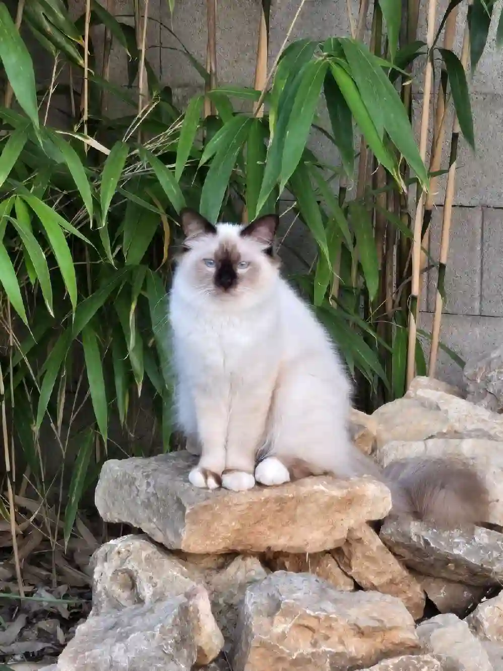 Chatte Trouvée 83 Var - Uma Chatte Trouvée 83 Var - Uma