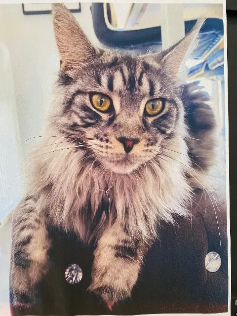 chatte reunited   83400 Hyères Una