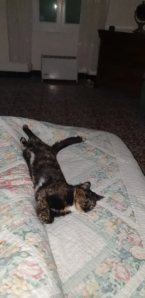Chatte Trouvée 84 Vaucluse Chatte Trouvée 84 Vaucluse