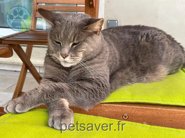 chatte reunited    Avignon Capsule