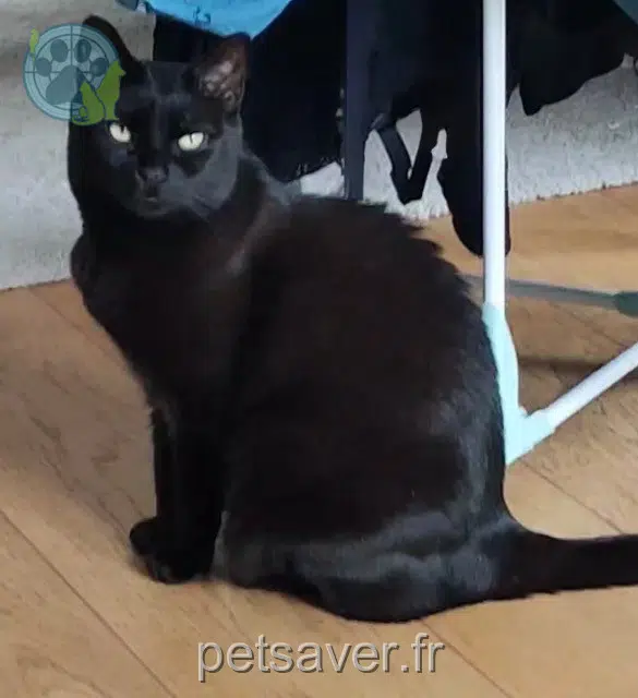 chatte reunited 84000 Avignon Céleste