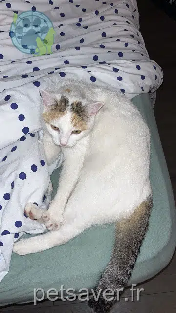 gata reunited 84800 L'Isle-sur-la-Sorgue Bianca