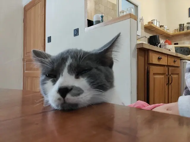 chatte reunited   84340 Malaucène Frida