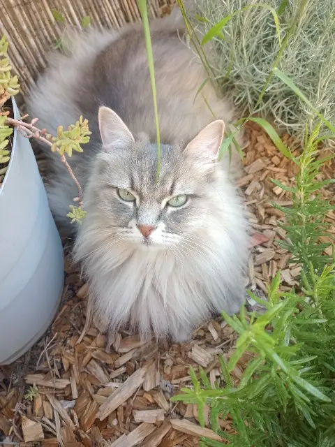 chatte reunited   84700 Sorgues Fuji