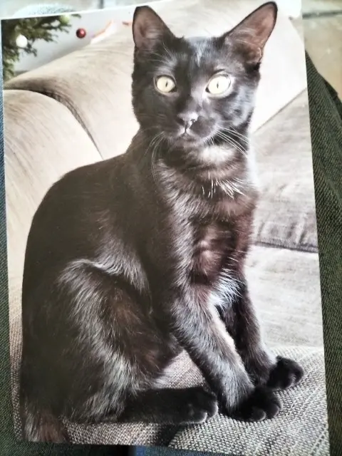 chatte reunited   84800 L'Isle-sur-la-Sorgue Kira