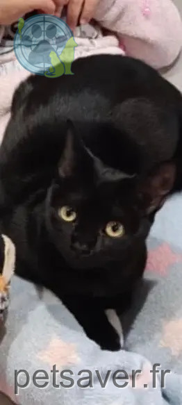 chatte reunited   84130 Le Pontet Lilo