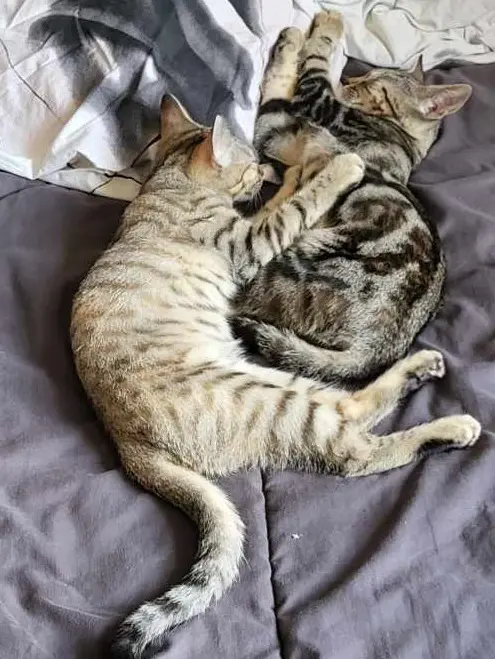 Chatte Perdue 84 Vaucluse Chatte Perdue 84 Vaucluse