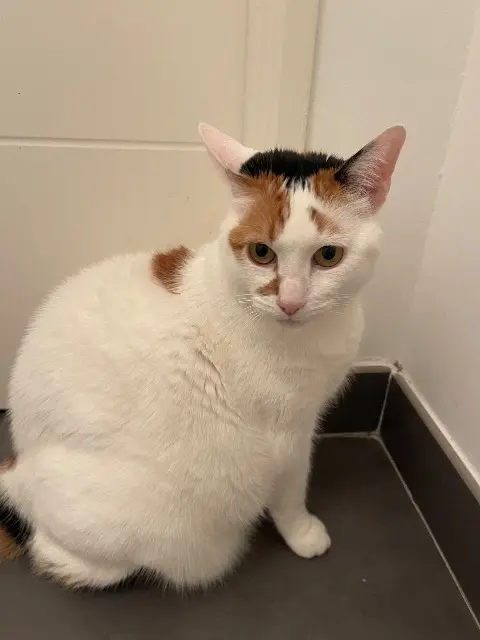chatte reunited   84190 Vacqueyras Milka