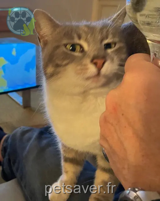 chatte reunited   84320 Entraigues-sur-la-Sorgue Mimine