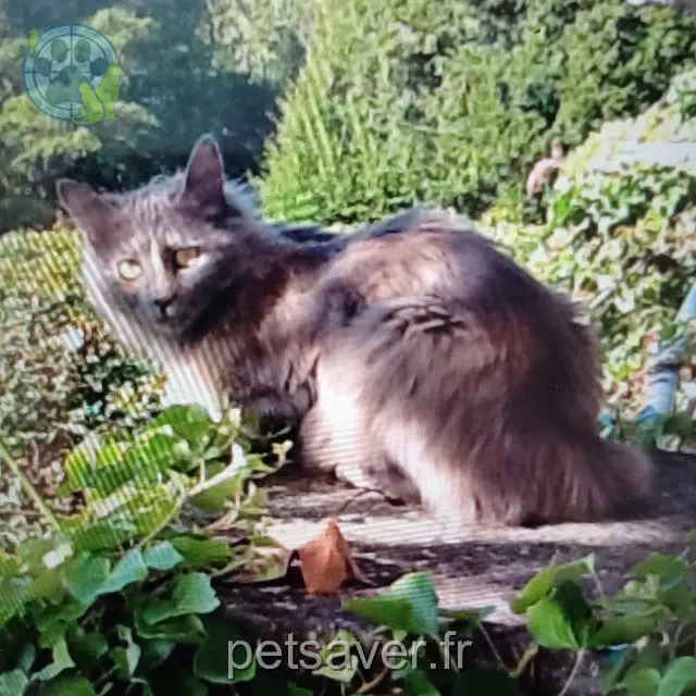 gatta reunited 84870 Loriol-du-Comtat Minette