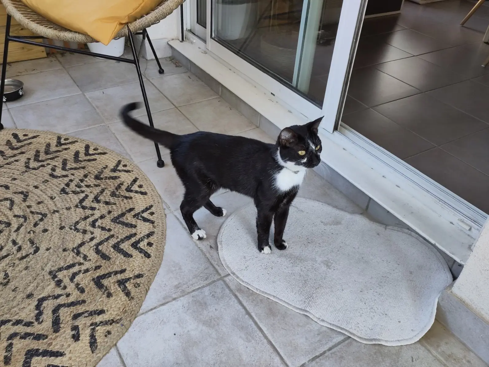 Chatte Perdue 84 Vaucluse - Nala Chatte Perdue 84 Vaucluse - Nala