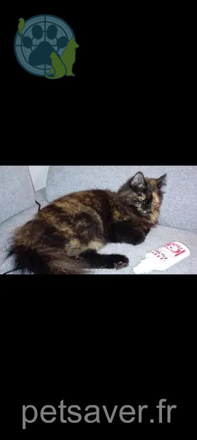 chatte reunited 84300 Cavaillon Railey