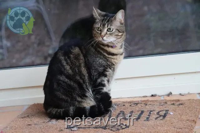 chatte reunited 84450 Saint-Saturnin-lès-Avignon Reglisse