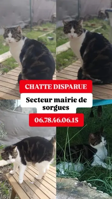 chatte reunited   84700 Sorgues Shiva
