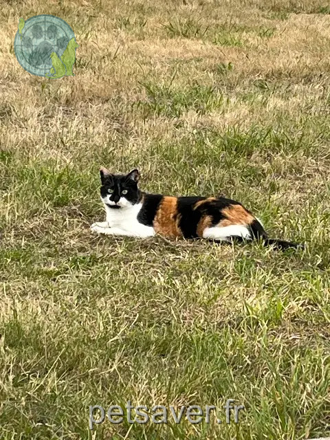cat reunited   84400 Saignon Sunny
