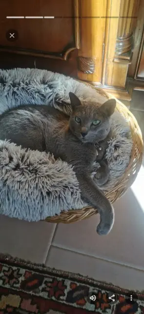 chatte reunited   84230 Châteauneuf-du-Pape Thaïs