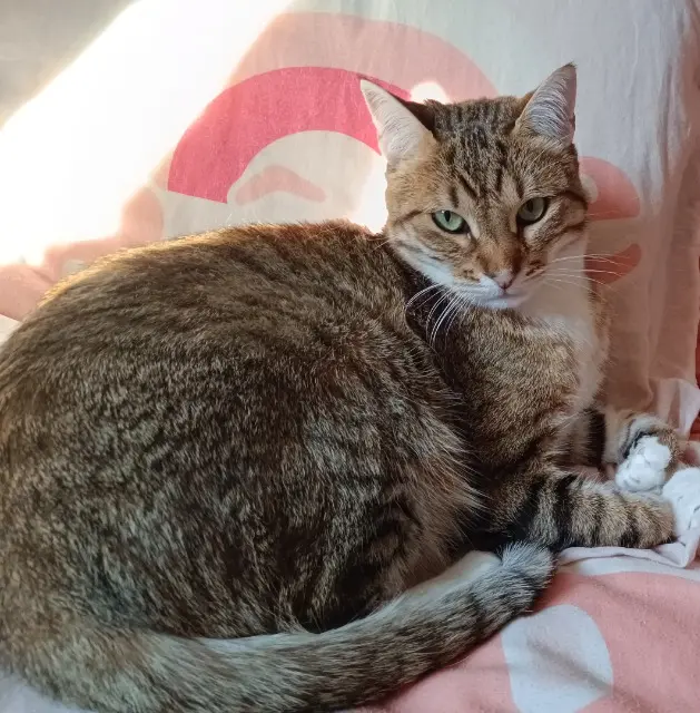 chatte reunited   84190 Beaumes-de-Venise Tia