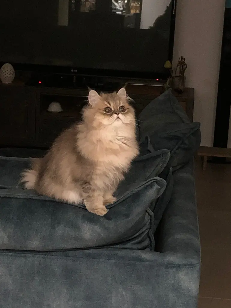 Chatte Perdue 84 Vaucluse - Ulia Chatte Perdue 84 Vaucluse - Ulia