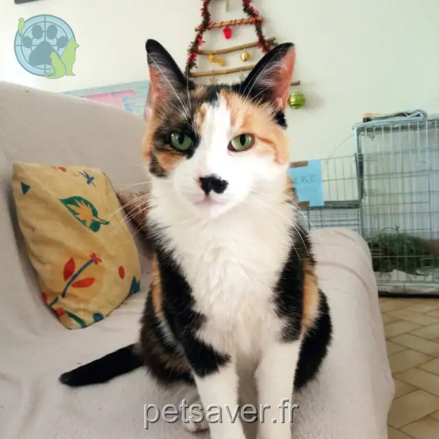 chatte reunited   84200 Carpentras Vanille