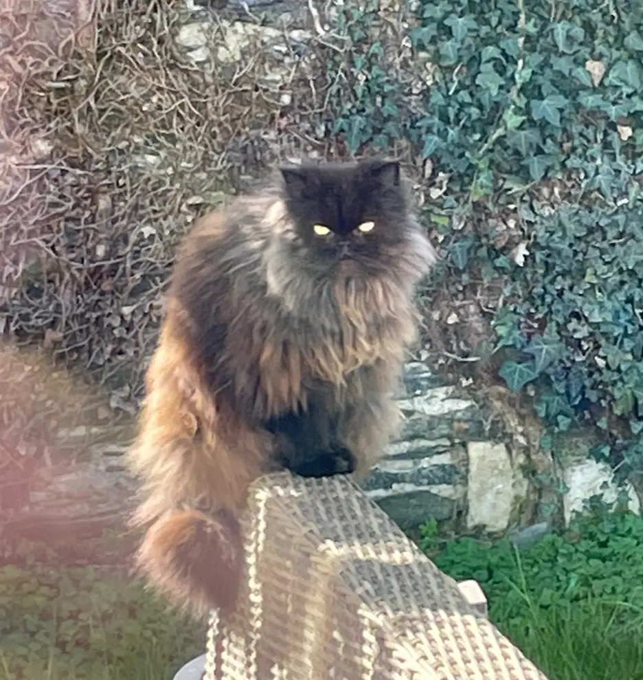 Chatte Perdue 85 Vendée Chatte Perdue 85 Vendée
