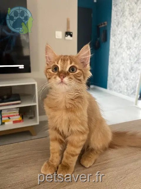 chatte reunited 85140 Sainte-Florence Adaline