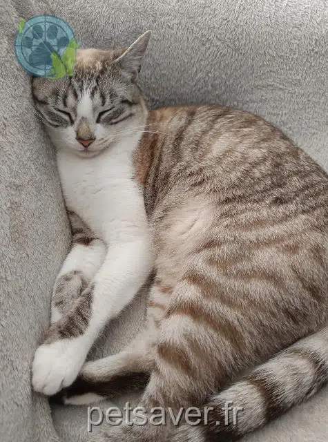 chatte reunited 85170 Le Poiré-sur-Vie Athéna