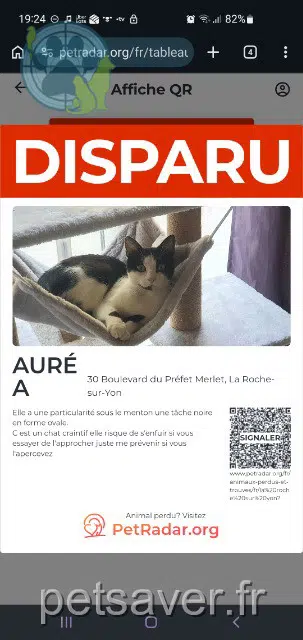 chatte reunited   85000 La Roche-sur-Yon Aurea
