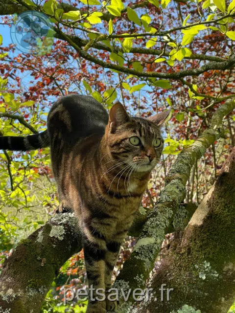 gata reunited 85270 Saint-Hilaire-de-Riez Bibiqueen