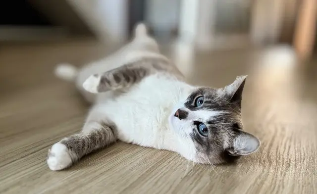 chatte reunited   85610 Cugand-la-Bernardière Pookie