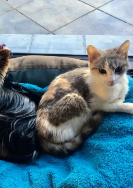 chatte reunited   85710 Bois-de-Céné Curly