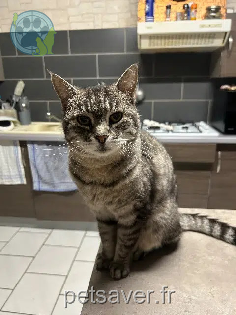 chatte reunited   85520 Jard-sur-Mer Inaya