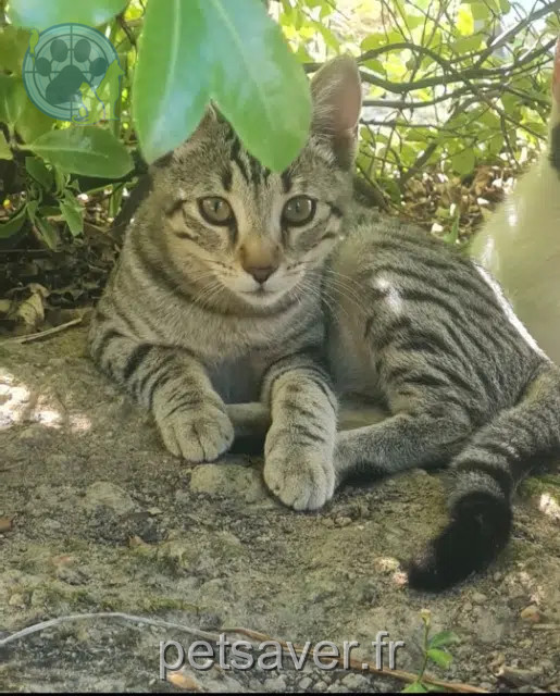 chatte reunited 85800 Saint-Gilles-Croix-de-Vie June