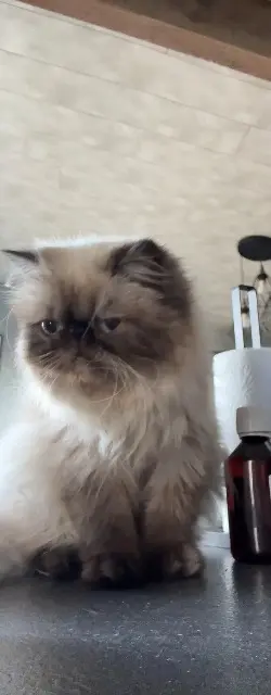 chatte reunited   85160 Saint-Jean-de-Monts June