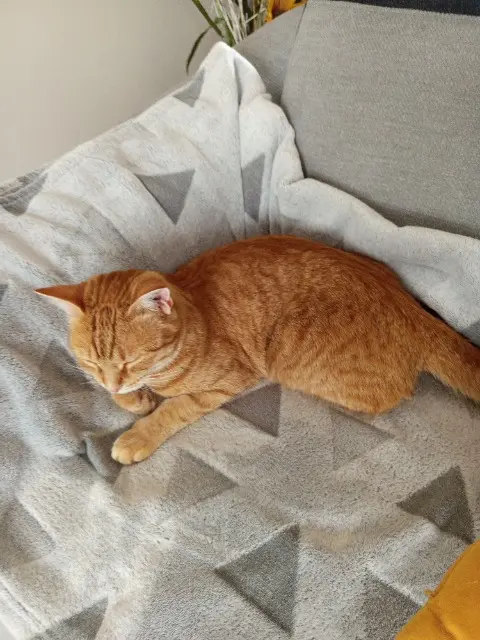 chatte reunited   85800 Saint-Gilles-Croix-de-Vie Kiara