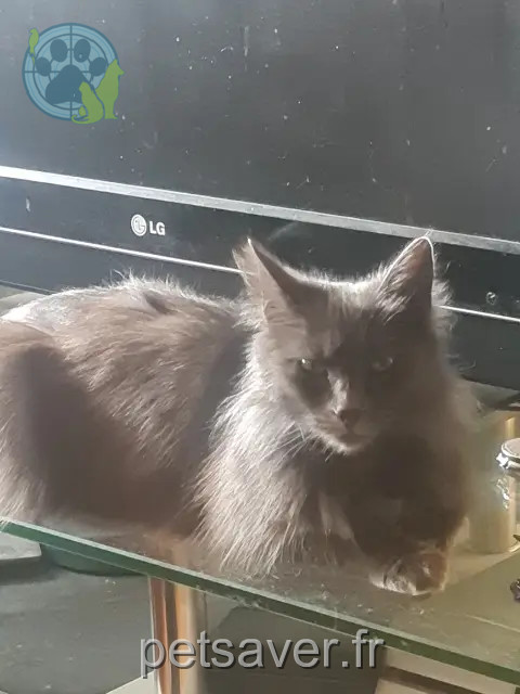 chatte reunited 85460 L'Aiguillon-la-Presqu'île Didi (Dilou)