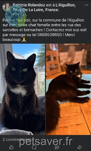 chatte reunited 85460 L'Aiguillon-la-Presqu'île Nenette