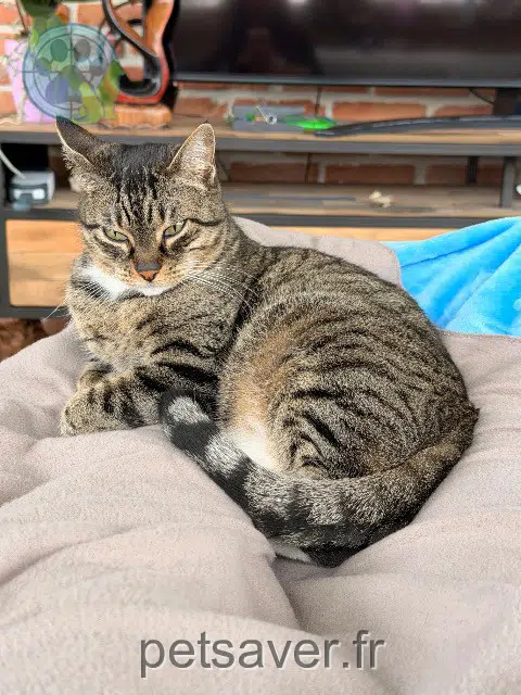 chatte reunited   85200 Fontenay-le-Comte Lela