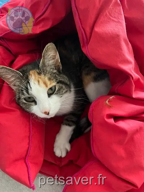 chatte reunited 85000 La Roche-sur-Yon Magali