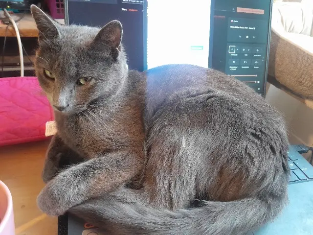 chatte reunited   85600 Montaigu-Vendée Korra